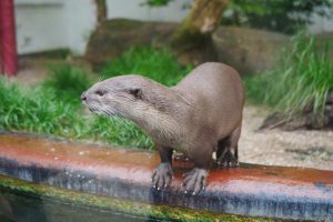Une loutre