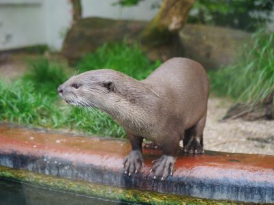 Une loutre